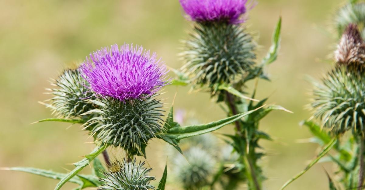 Thistle, Scottish National Flower